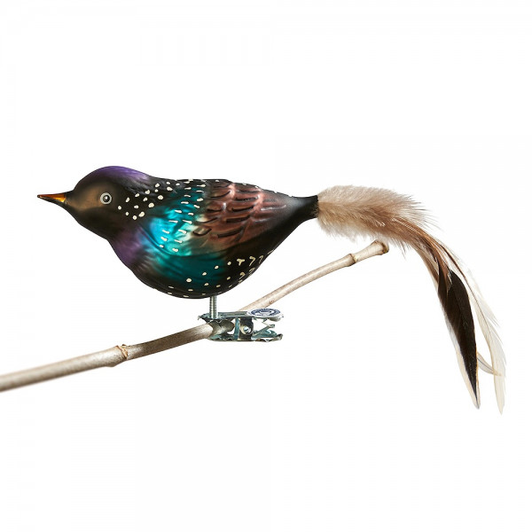 Glasvogel Star, Naturfeder